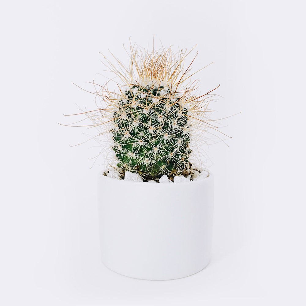 cactus3-free-img cactus3 free img